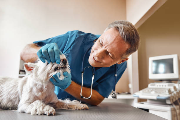 Best Emergency Treatment for Dental Infections or Abscesses in Golden Shores, AZ